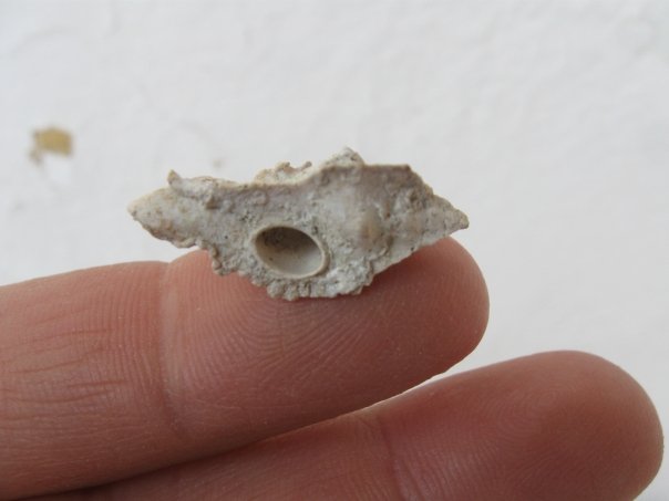 Purpurellus veranyi (Paulucci, 1866) - Pliocene